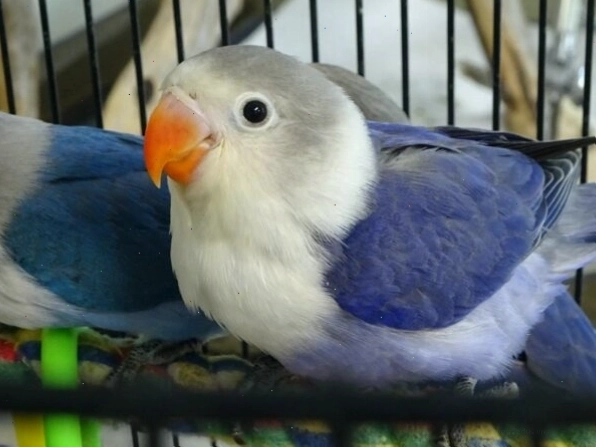 Vẹt Lovebird màu tím violet hiếm gặp, có giá trị cao