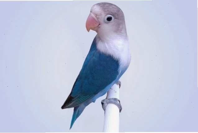 Vẹt Lovebird xanh lam non đáng yêu, dễ thuần hóa