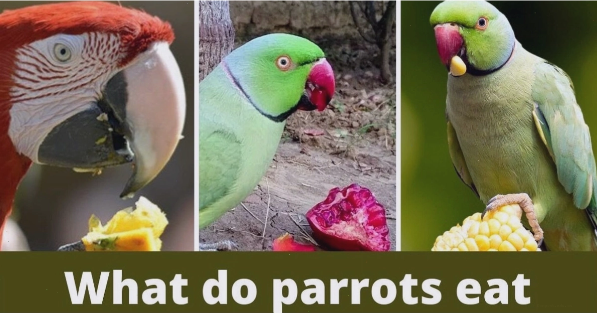 Vẹt Macaw với bộ lông sặc sỡ