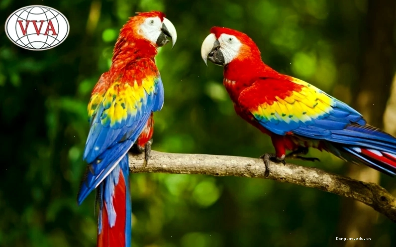Vẹt Macaw với bộ lông sặc sỡ và kích thước ấn tượng