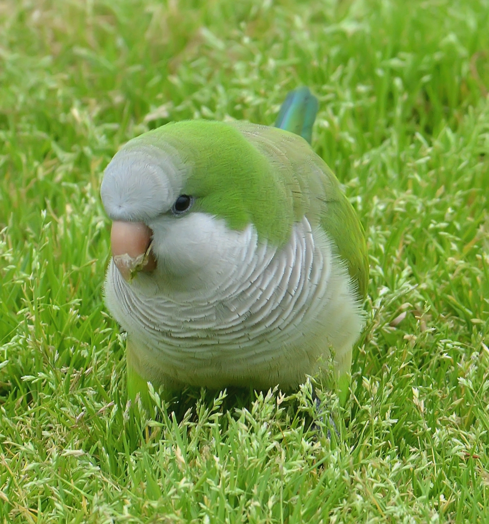 Vẹt Monk Parakeet (loài vẹt tương tự Sun Conure)