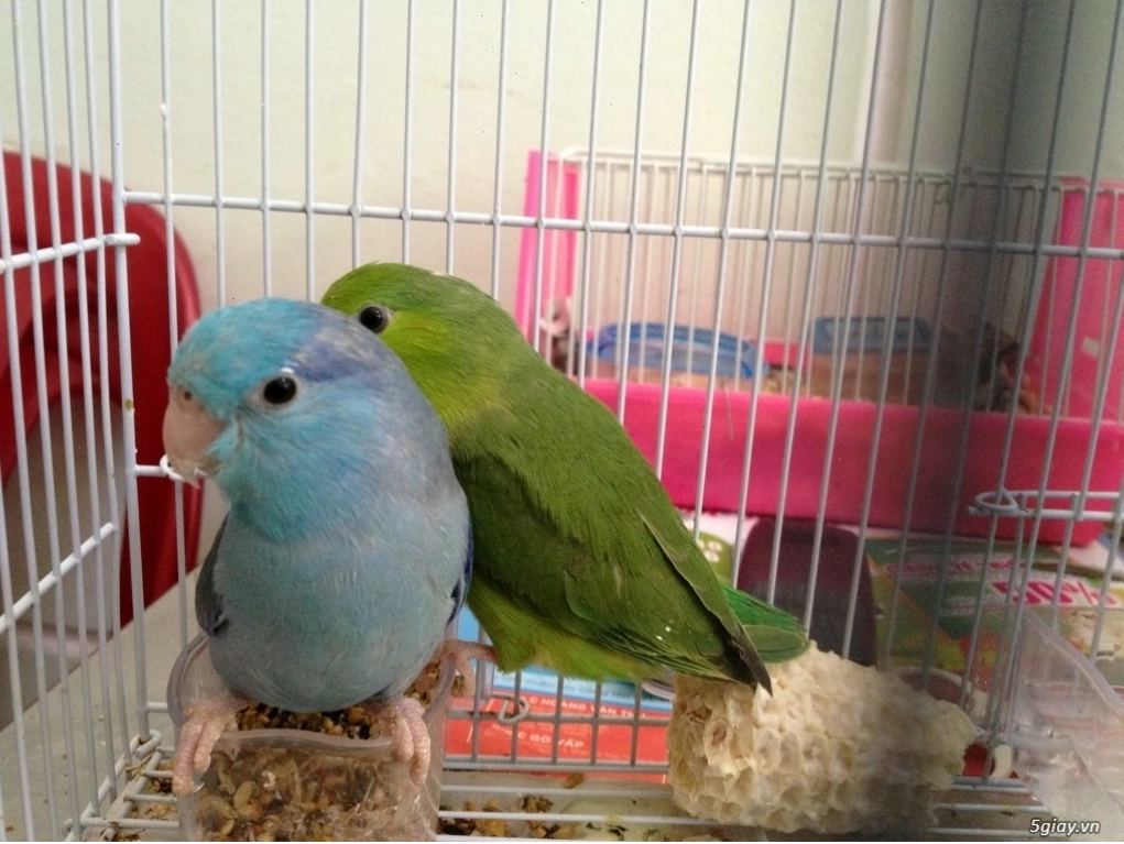 Vẹt Parrotlet con mới nở cần sự chăm sóc đặc biệt