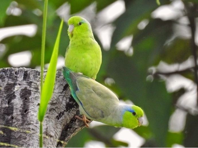 Vẹt Parrotlet màu xanh dương và màu vàng nổi bật