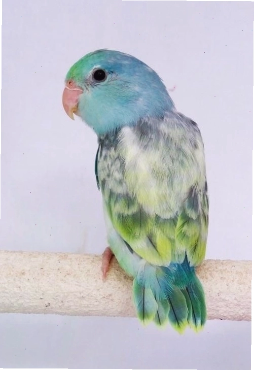 Vẹt Parrotlet với bộ lông xanh mát và kích thước nhỏ nhắn