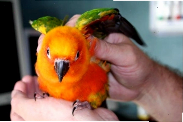 Vẹt Sun Conure đang ăn trái cây tươi ngon lành