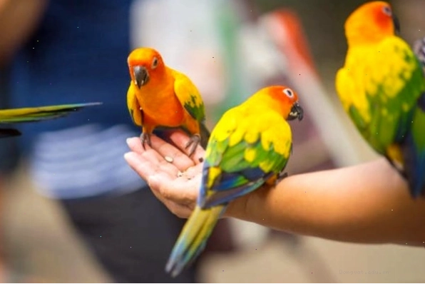 Vẹt Sun Conure non với bộ lông vàng cam rực rỡ