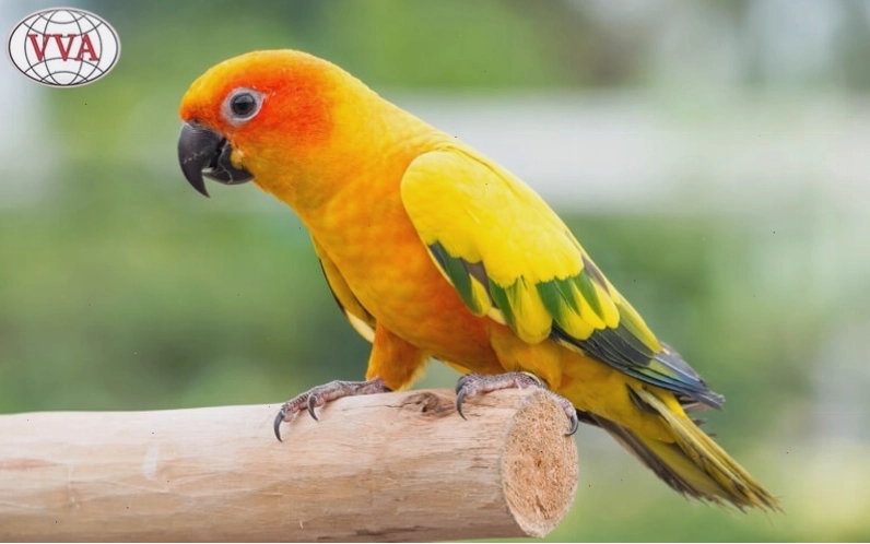 Vẹt Sun Conure với bộ lông màu vàng cam rực rỡ
