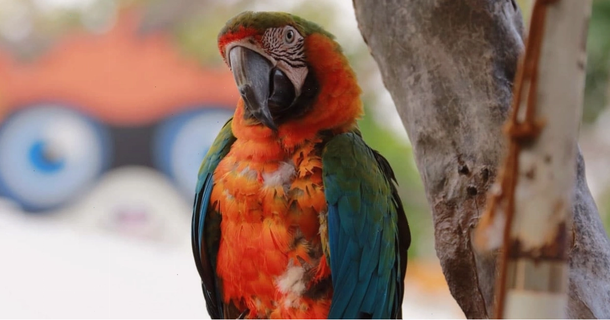 Vẹt Sun Conure với bộ lông vàng cam rực rỡ
