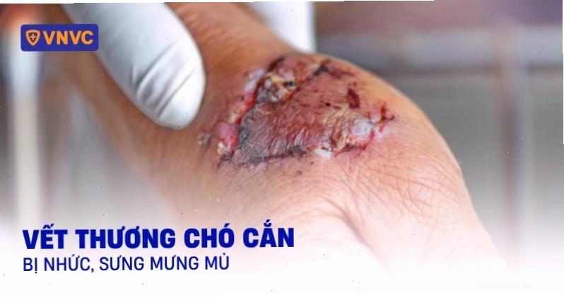 Vết thương của chó bị mưng mủ chảy dịch vàng
