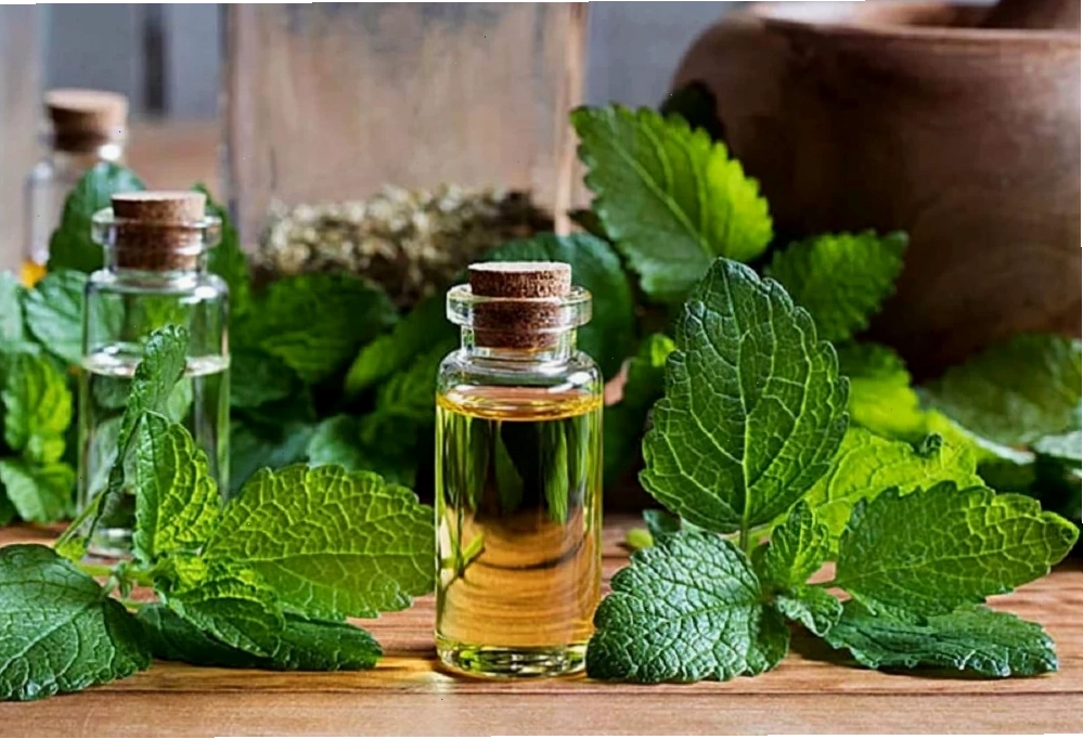 Việc sử dụng lá tía tô không đúng cách sẽ ảnh hưởng lớn đến cơ thể