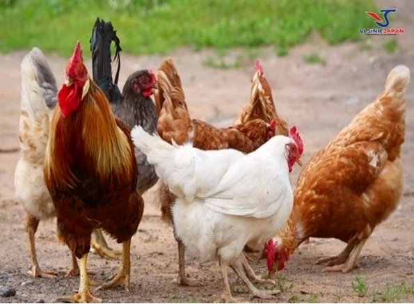 Xây dựng chế độ dinh dưỡng hợp lý cho gà thả vườn
