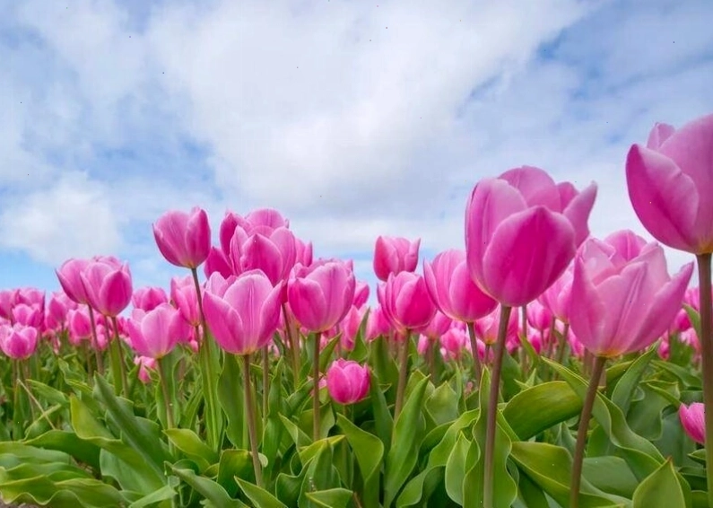 Ý nghĩa của loài hoa Tulip theo từng màu sắc