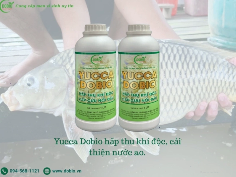 Yucca Dobio hỗ trợ tiêu hóa và sức khỏe đường ruột cho tôm