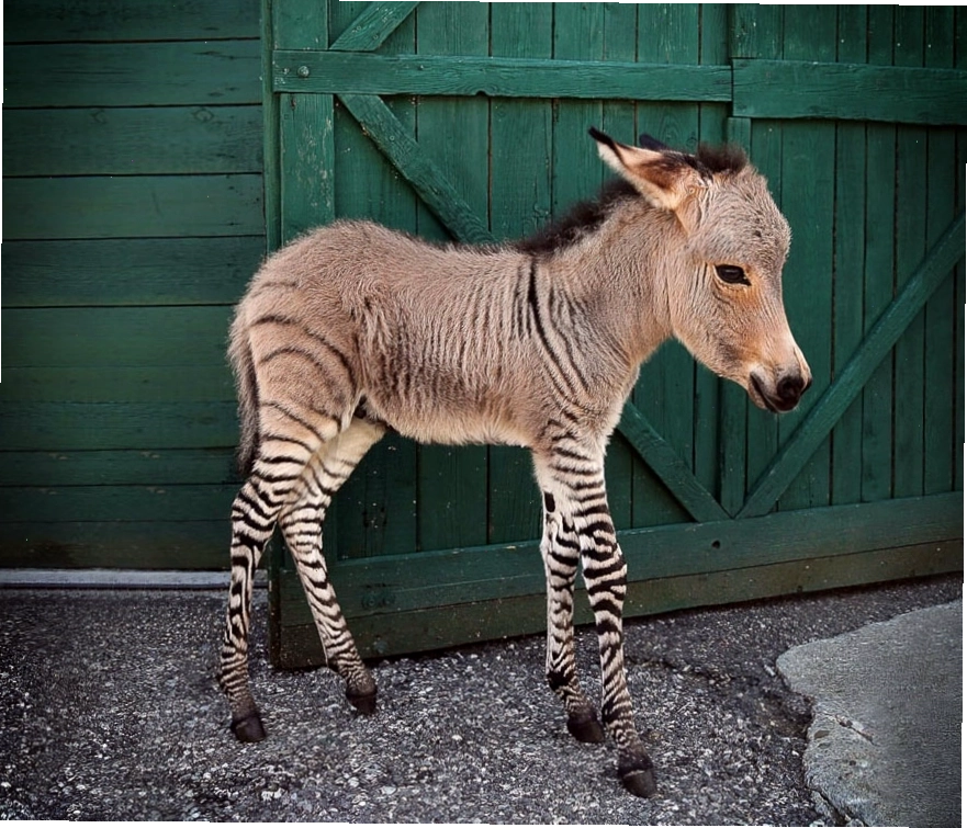 Zonkey, con lai giữa ngựa vằn và lừa, đứng cạnh cửa gỗ xanh.