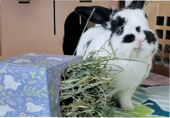 A bunny interacting with a tissue box puzzle