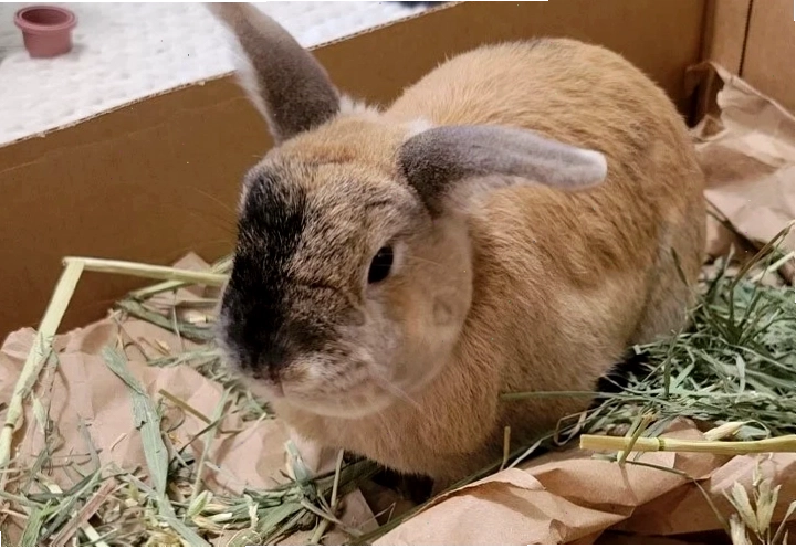 Handmade rabbit dig box filled with shredded paper and treats
