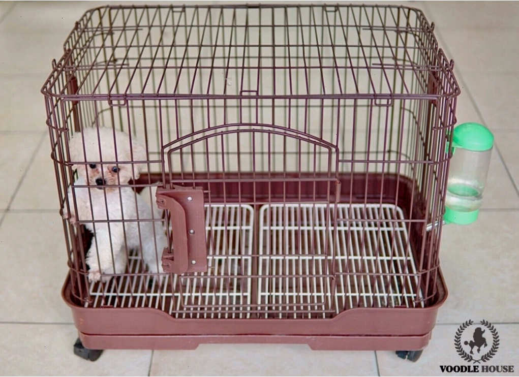 Dạy cún đi vệ sinh trong chuồng để rèn luyện bản năng sạch sẽ