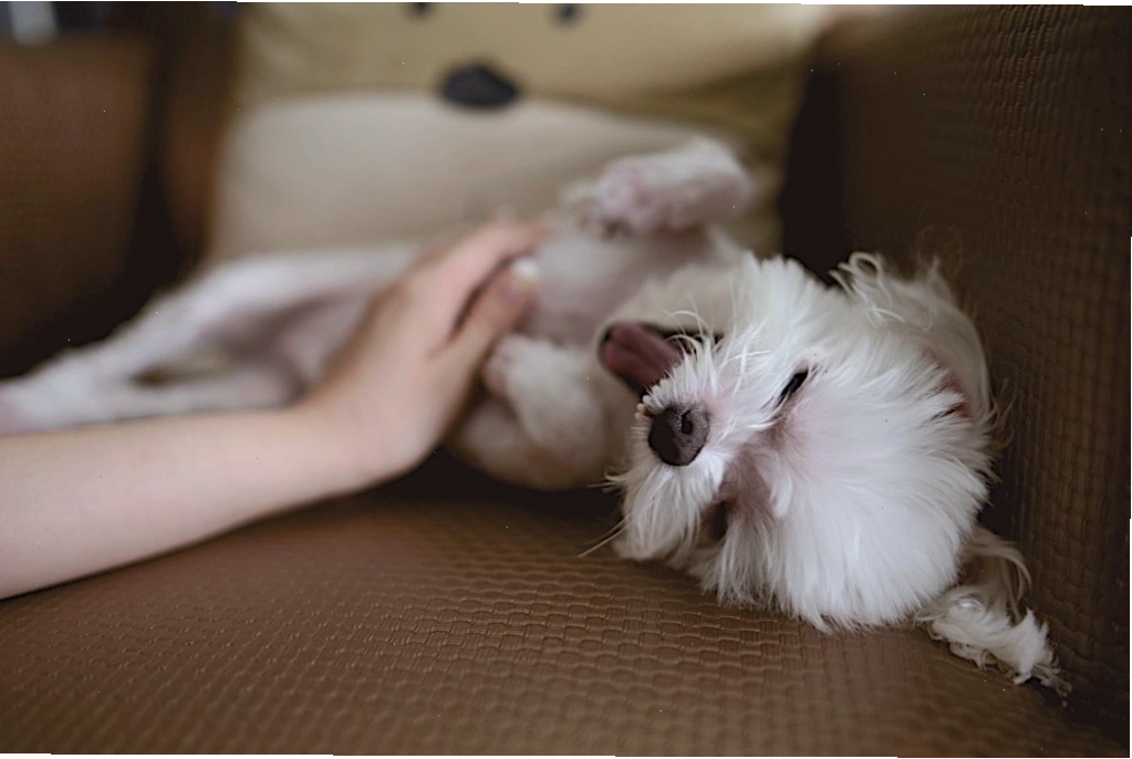 Khen thưởng khi chó Poodle đi vệ sinh đúng chỗ để khích lệ