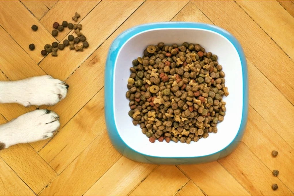Ước tính thời gian đi vệ sinh của Poodle để dạy chó Poodle đi vệ sinh đúng chỗ