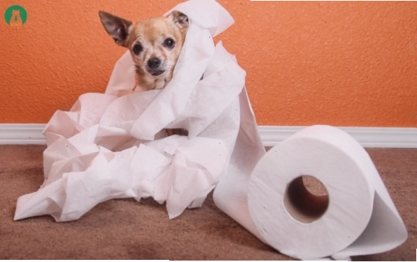 Xác định vị trí vệ sinh cố định cho chó Poodle trong nhà