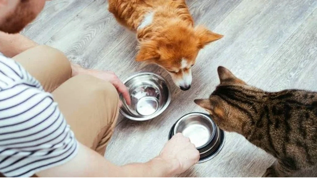 Chăm sóc vệ sinh cho thú cưng
