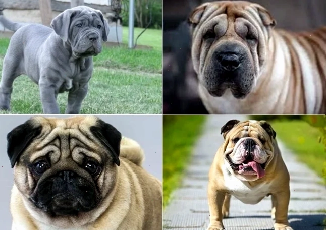 Chó mặt nhăn với biểu cảm độc đáo