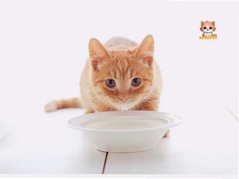 Chó mèo được chăm sóc tốt