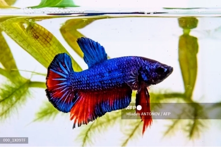 Chuẩn bị đồ dùng cho thú cưng