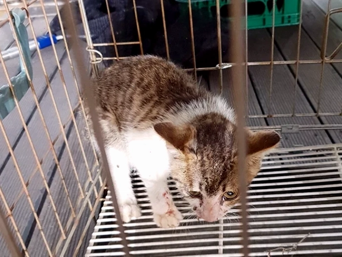 Khám phá ảnh cô dâu chú rể chibi với phong cách đáng yêu