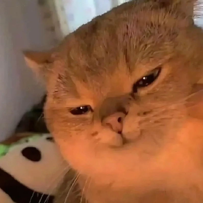Meme động vật với chú mèo lười biếng