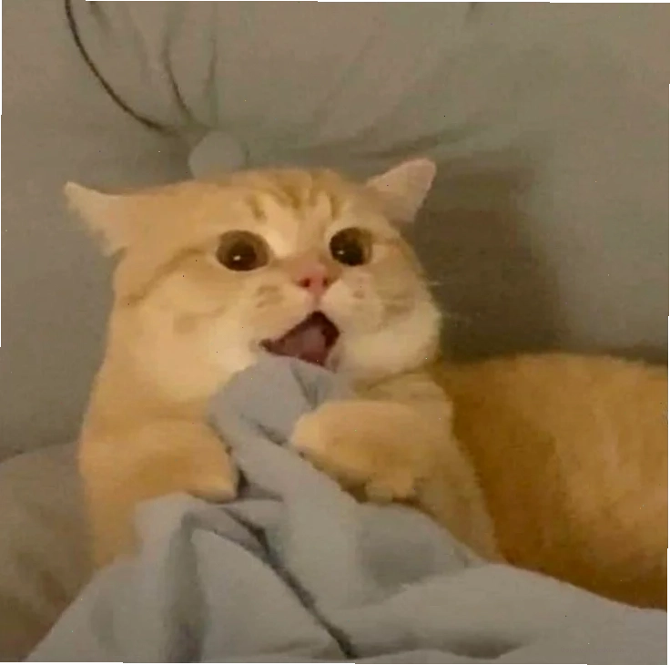Mèo meme cute biểu cảm hài hước