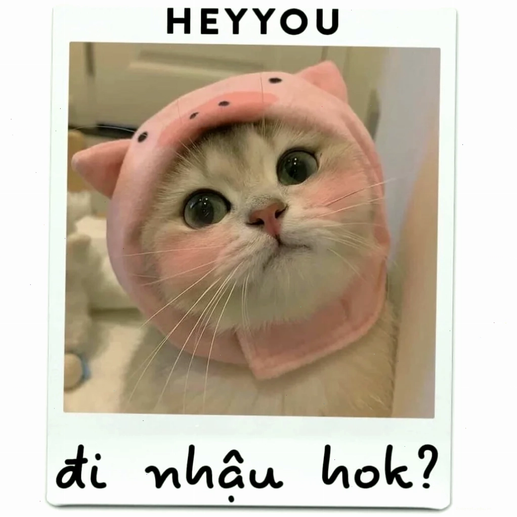 Mèo meme cute với biểu cảm ngộ nghĩnh