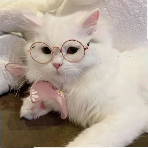 Mèo meme đáng yêu với bộ lông mềm mại
