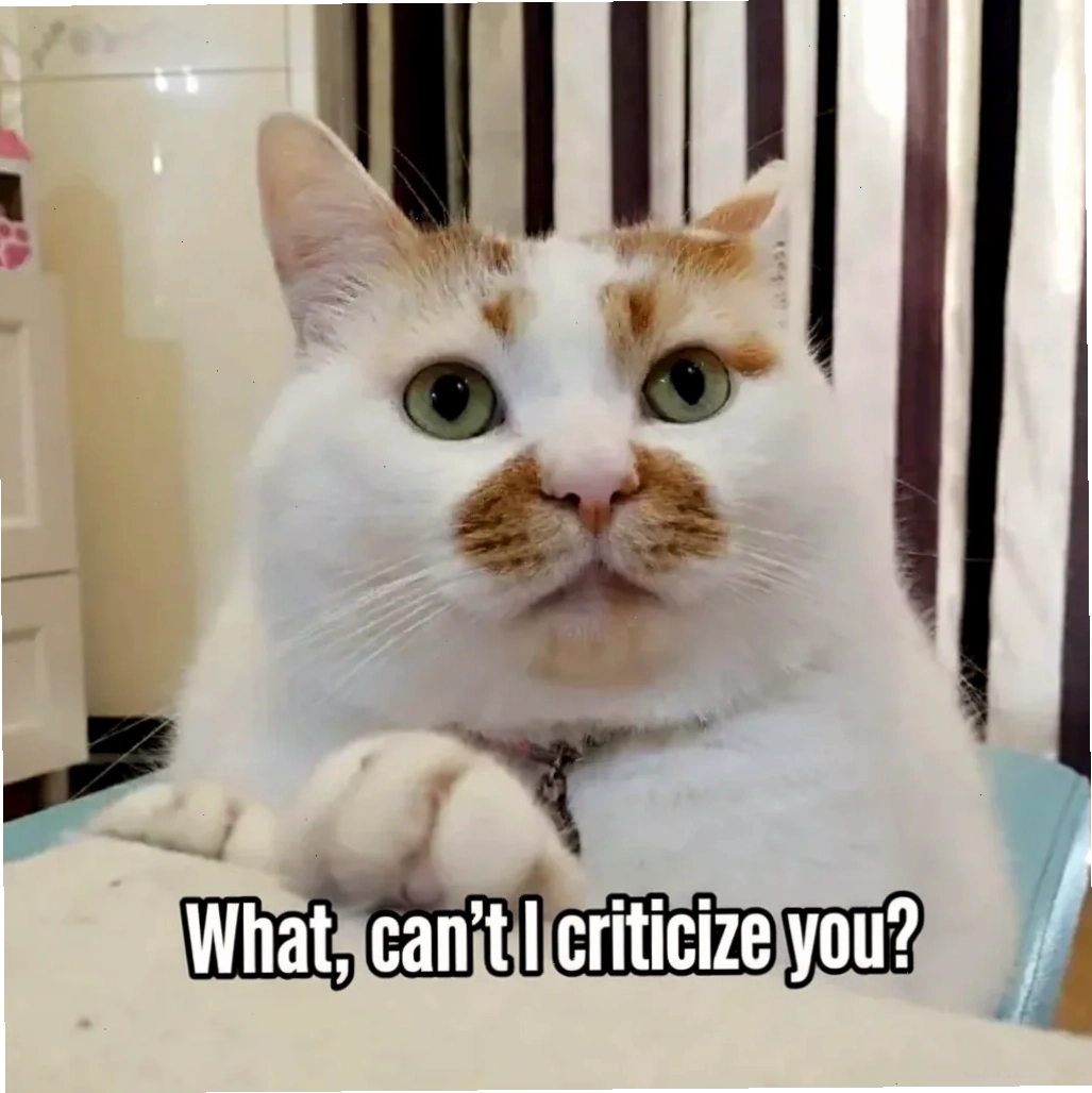Mèo với biểu cảm khó đỡ, tạo nên cute cat meme pics ấn tượng