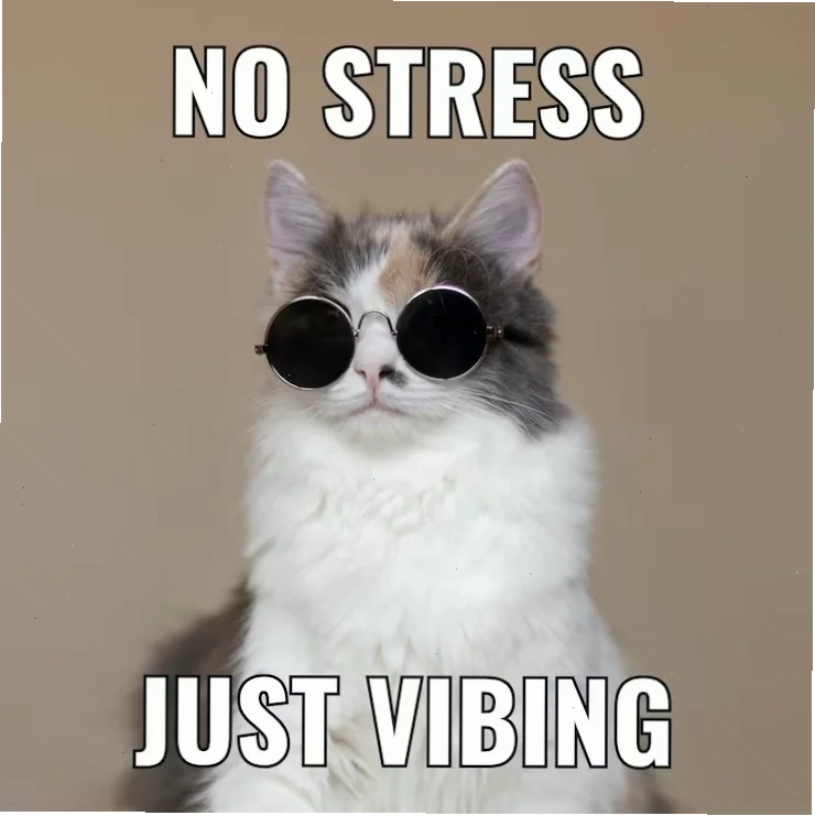 Tuyển tập meme mèo hài hước, thể hiện nhiều cung bậc cảm xúc