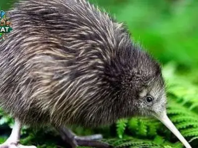 Tất tần tật về chim Kiwi - Sự khác biệt và đặc điểm nổi bật