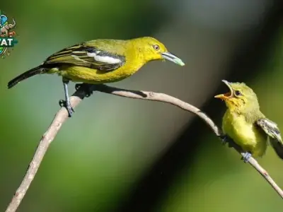 Chim Huýt cô và những câu chuyện thật thú vị về chúng