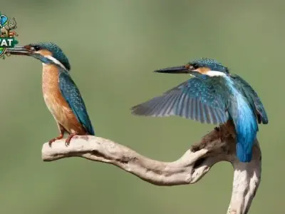 Chim Bói Cá - Và những điều mà bạn cần biết về loài chim này?