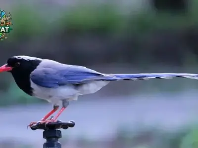 Chim giẻ cùi xanh là gì? Tất cả mọi thứ bạn cần biết