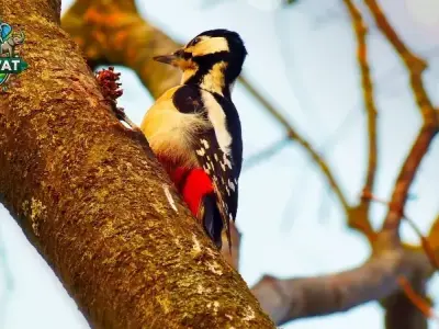 Khám phá đời sống của chim Gõ Kiến - Loài chim độc đáo