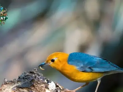 Chim Hoét ăn gì? Hướng dẫn chăm sóc chim hoét đúng cách