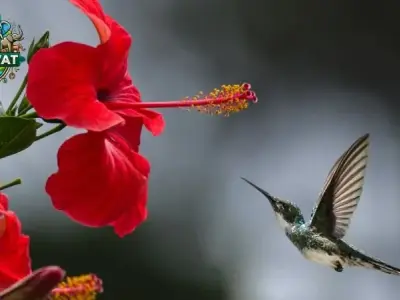 Tìm hiểu về chim Hút Mật - Thói quen ăn uống và nuôi dưỡng