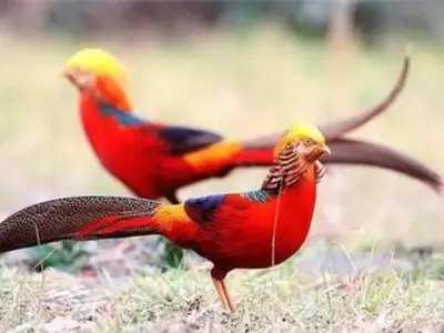 Tổng quan về chim Trĩ Đỏ thói quen sinh hoạt và hệ sinh thái sống
