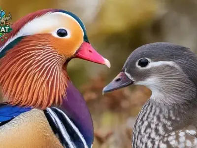 Chim Uyên Ương - Phân biệt giới, nuôi dưỡng và chăm sóc