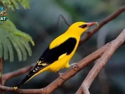 Top những điều thú vị về chim Vàng Anh mà bạn chưa biết