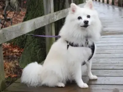 Chó American Eskimo - Người canh gác đáng yêu cho gia đình bạn