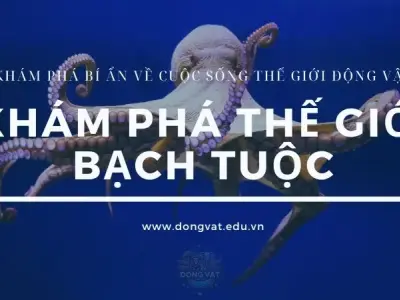 Khám phá thế giới bạch tuộc: Đặc điểm, hành vi và môi trường sống