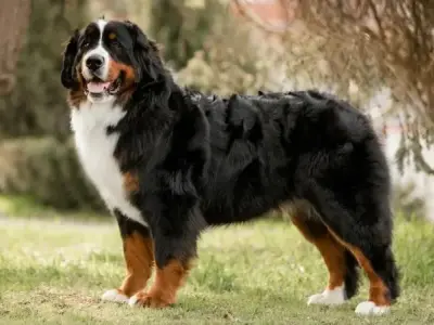 Chó Bernese Mountain giá bao nhiêu? Đặc điểm và cách chăm sóc