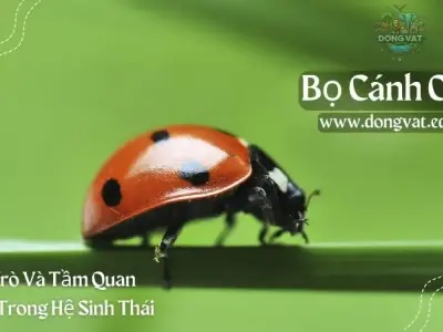 Bọ cánh cam: vai trò và tầm quan trọng trong hệ sinh thái