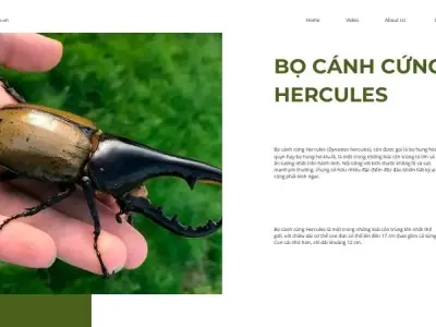 Tìm hiểu và khám phá tất tần tật về bọ cánh cứng Hercules